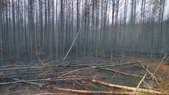 Druhowie z OSP Fajsławice walczyli z pożarem Puszczy Solskiej