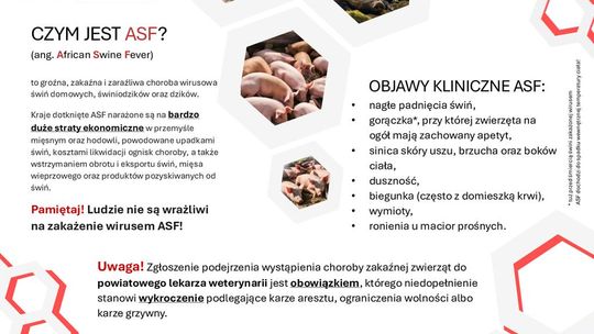 Grafika przedstawia ulotkę informacyjną na temat afrykańskiego pomoru świń