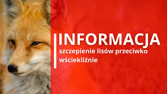Szczepienie lisów