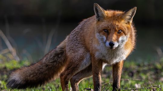 Wiosenna akcja szczepienia lisów