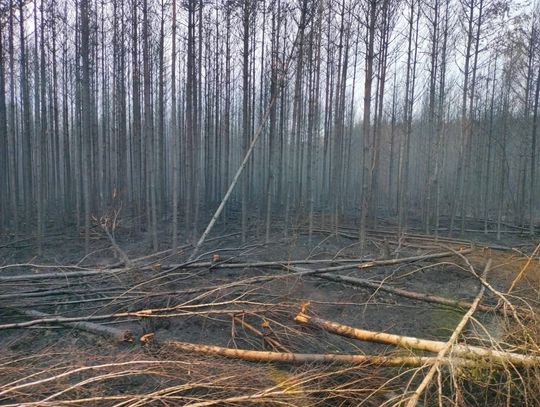 Druhowie z OSP Fajsławice walczyli z pożarem Puszczy Solskiej Druhowie z OSP Fajsławice walczyli z pożarem Puszczy Solskiej