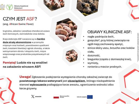 Grafika przedstawia ulotkę informacyjną na temat afrykańskiego pomoru świń
