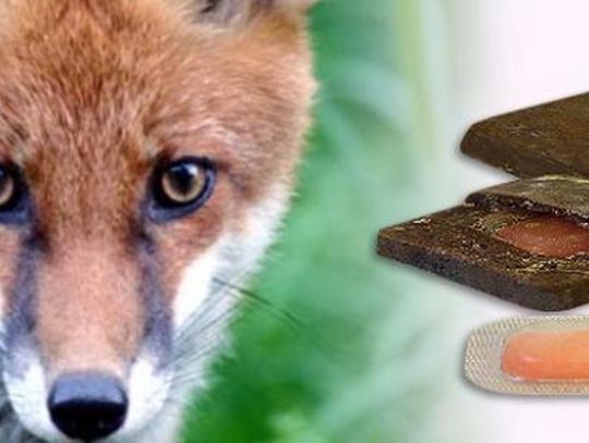 JESIENNA AKCJA SZCZEPIEŃ LISÓW PRZECIWKO WŚCIEKLIŹNIE JESIENNA AKCJA SZCZEPIEŃ LISÓW PRZECIWKO WŚCIEKLIŹNIE