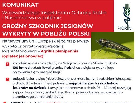 Grafika informuje o komunikacie Wojewódzkiego Inspektoratu Ochrony Roślin i Nasiennictwa w Lublinie, dotyczącego groźnego szkodnika jesionów wykrytego w pobliży Polski