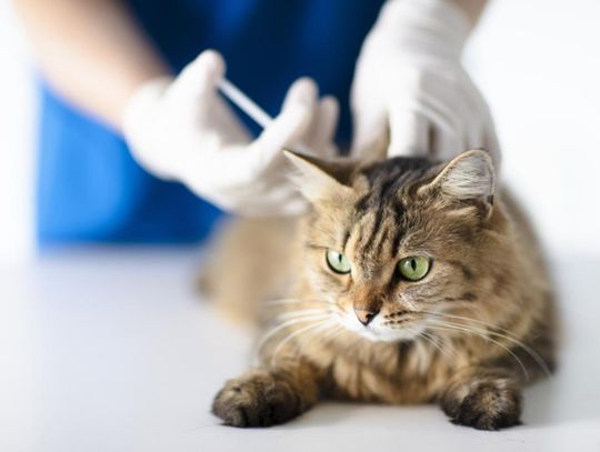 Obowiązek szczepienia kotów przeciw wściekliźnie