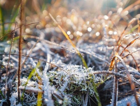 UWAGA SADOWNICY! UWAGA SADOWNICY!