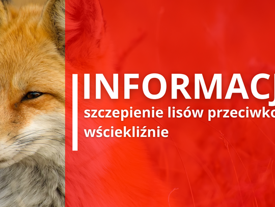 Szczepienie lisów