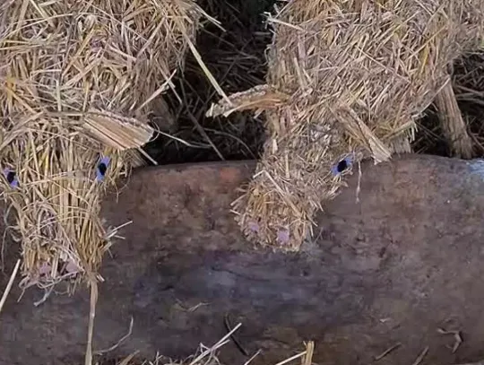 Szopka Bożonarodzeniowa w Boniewie