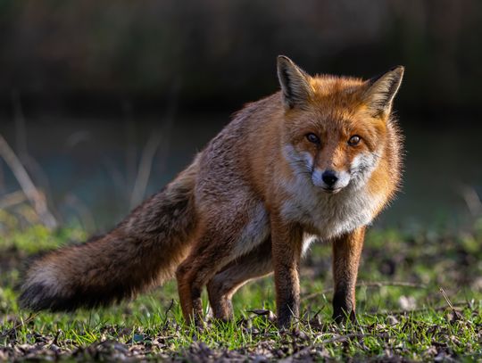Wiosenna akcja szczepienia lisów Wiosenna akcja szczepienia lisów