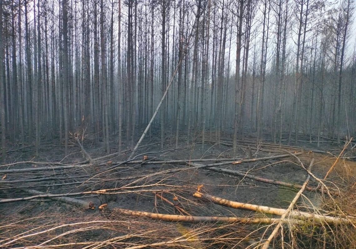Druhowie z OSP Fajsławice walczyli z pożarem Puszczy Solskiej Druhowie z OSP Fajsławice walczyli z pożarem Puszczy Solskiej