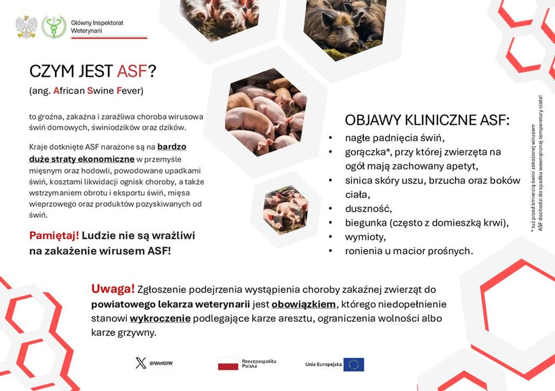 Grafika przedstawia ulotkę informacyjną na temat afrykańskiego pomoru świń