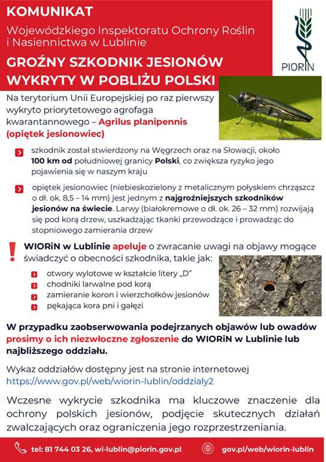 Grafika informuje o komunikacie Wojewódzkiego Inspektoratu Ochrony Roślin i Nasiennictwa w Lublinie, dotyczącego groźnego szkodnika jesionów wykrytego w pobliży Polski