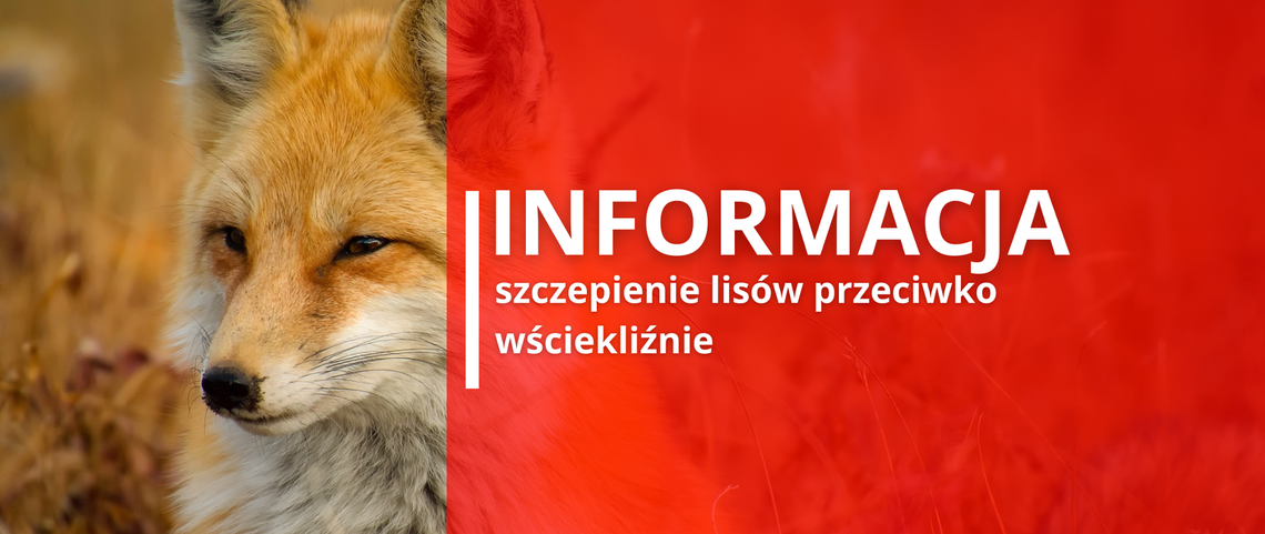Szczepienie lisów Szczepienie lisów