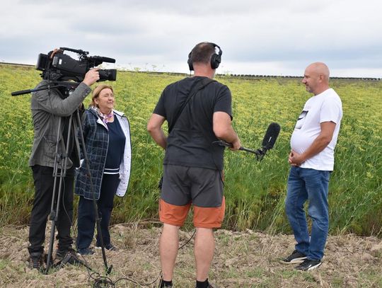 Tegoroczny sezon uprawy ziół w Gminie Fajsławice
